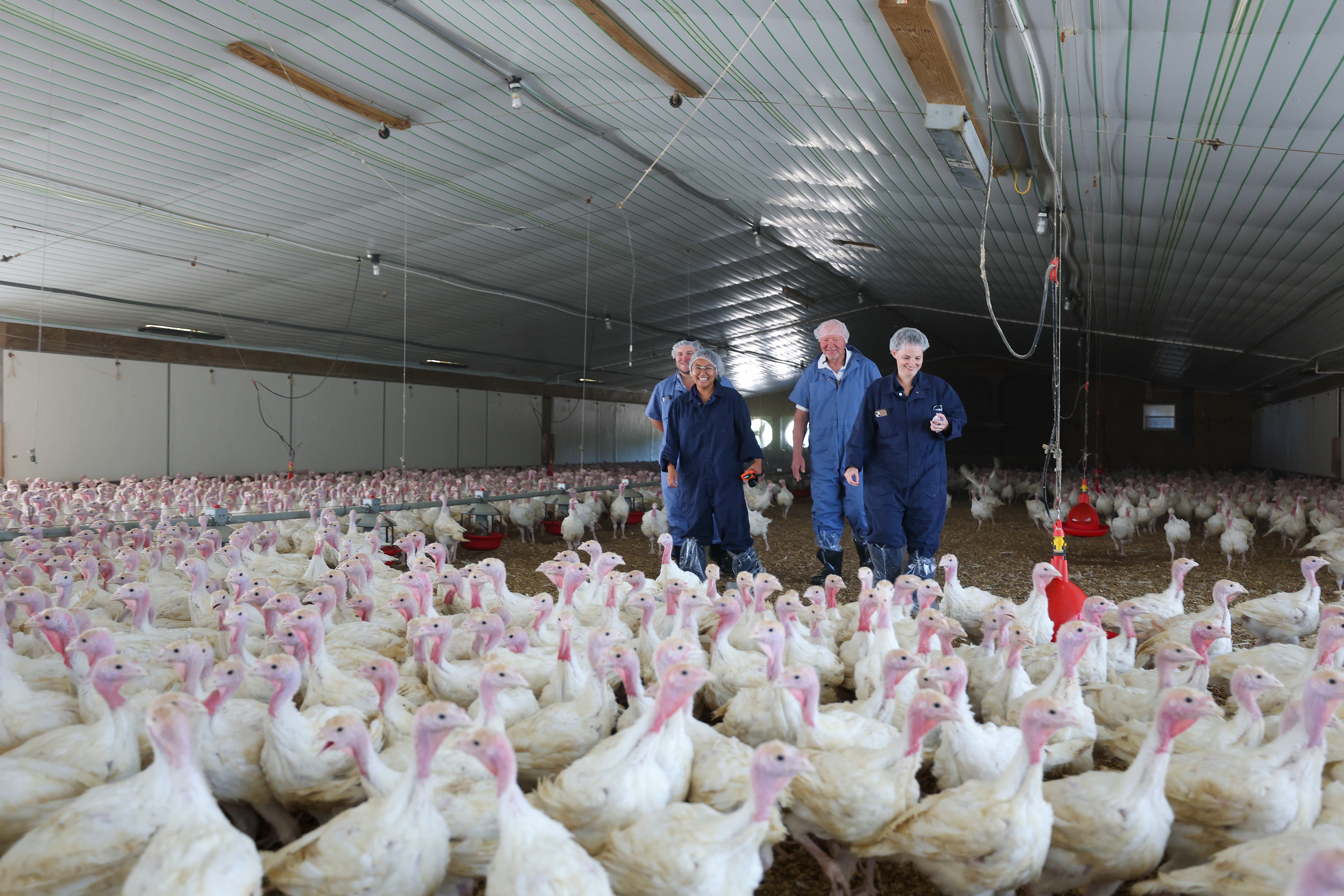 Workers inspect a large flock of white turkeys in a spacious indoor farm.